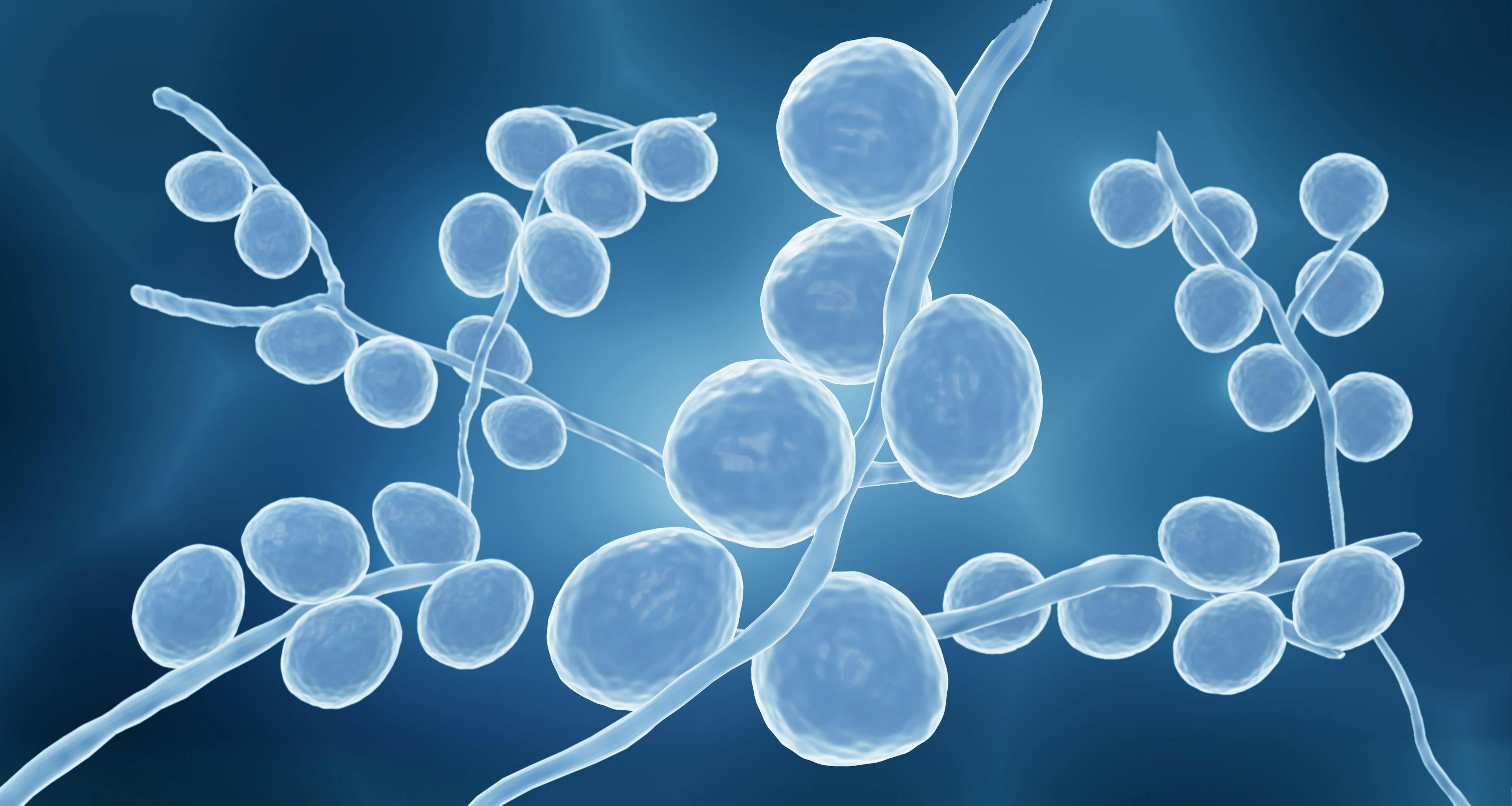Belgian study finds seasonal variance in Candida infections