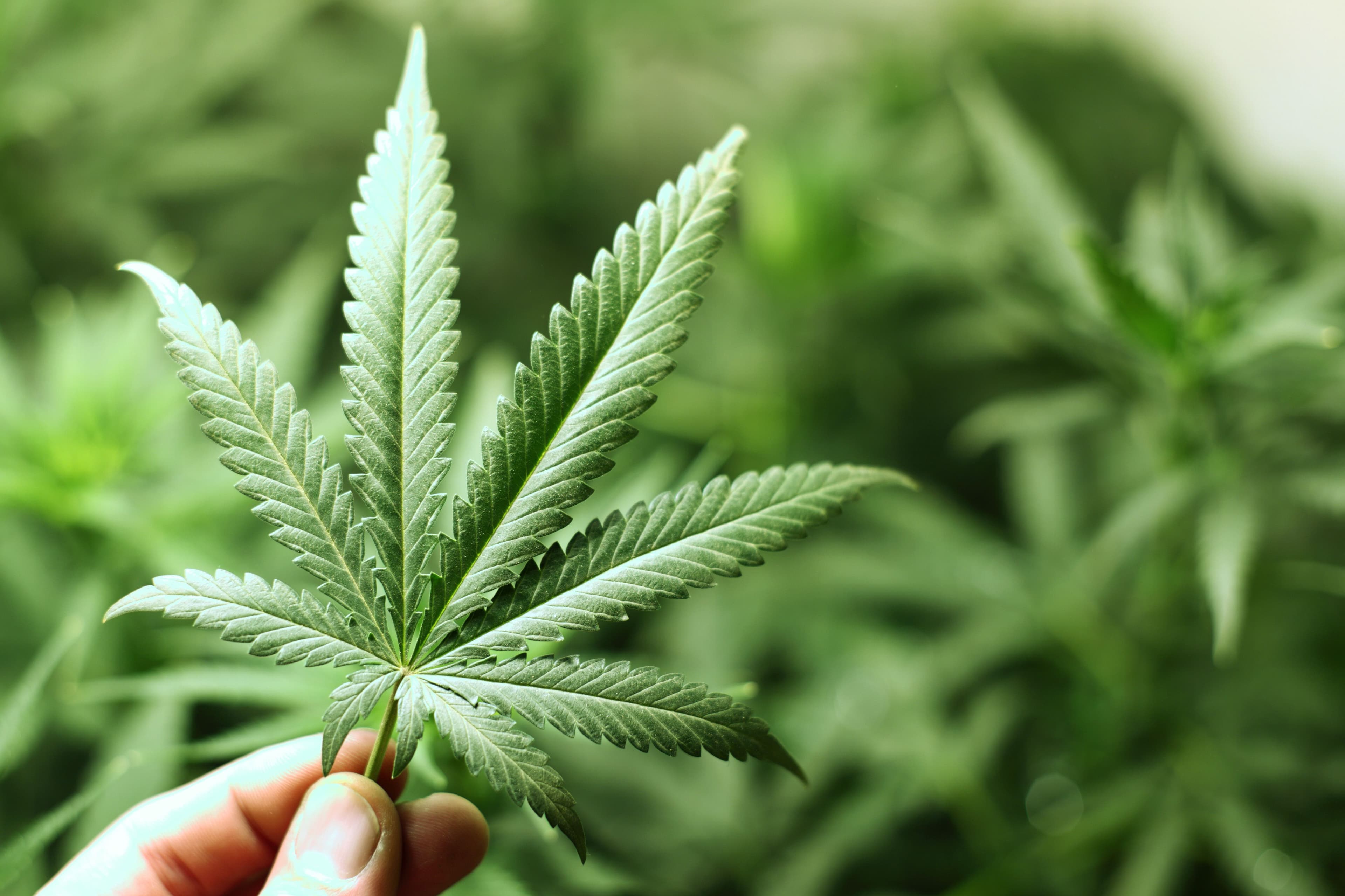 Prenatal cannabis use not linked to offspring ASD development | Image Credit: © yellowj - © yellowj - stock.adobe.com.